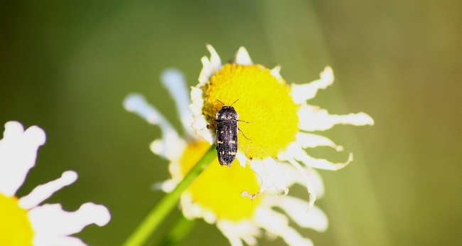 Acmaeodera degener - no, Acmaeoderella flavofasciata